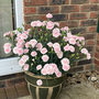 Dianthus 'Pink Marshmallow'