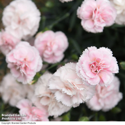 Dianthus 'Pink Marshmallow'