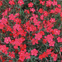 Dianthus 'Red Gem' - Seeds