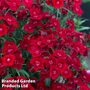 Dianthus barbatus 'Rockin' Red'