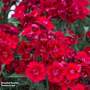 Dianthus barbatus 'Rockin' Red'