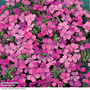 Dianthus 'Russian Skies'