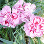 Dianthus Starburst