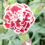 Dianthus plumarius 'Sugar Raspberry'