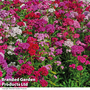 Dianthus barbatus 'Sweet Mixed'