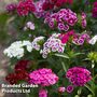 Dianthus barbatus 'Volcano Mix' (Organic) - Seeds