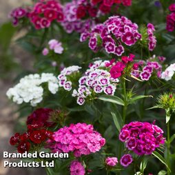 Dianthus barbatus 'Volcano Mix' (Organic) - Seeds