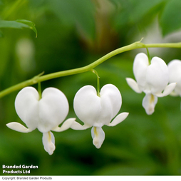 Dicentra spectabilis 'Alba'