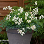 Dicentra 'Amore Titanium'