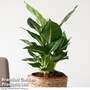 Dieffenbachia Green Magic