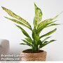 Dieffenbachia seguine Sublime