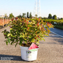 Diervilla rivularis 'Kodiak Orange'