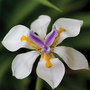 Dietes grandiflora - Seeds