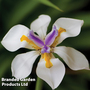 Dietes grandiflora - Seeds