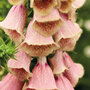 Foxglove 'Summer King'