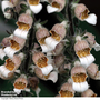 Foxglove lanata 'Cafe Creme' - Seeds