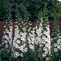 Foxglove Purpurea 'Camelot White'