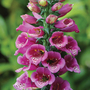 Foxglove 'Purple Carousel' - Seeds