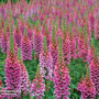 Foxglove 'Candy Mountain' - Seeds