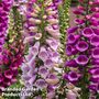 Foxglove 'Dalmatian Mixed'