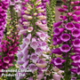 Foxglove 'Dalmatian Mixed'