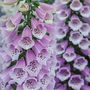 Digitalis 'Dalmatian Rose'