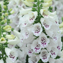 Foxglove 'Dalmatian White'