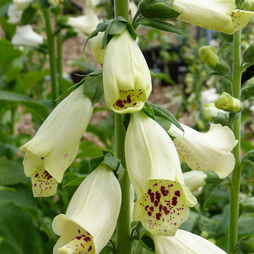 Foxglove 'Dalmatian Cream'