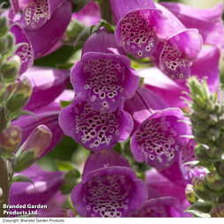 Foxglove 'Monstrosa' - Seeds