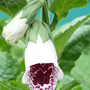 Foxglove 'Elsie Kelsey'