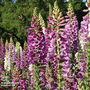 Foxglove 'Excelsior Hybrids'