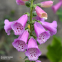 Foxglove 'Excelsior Hybrid Mixed' - Seeds
