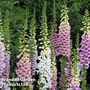 Foxglove - Kew Wildflower Seeds