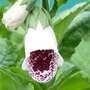Foxglove purpurea 'Giant Spotted'