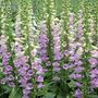 Foxglove 'Lavender Carousel' - Seeds