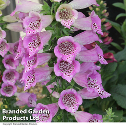 Foxglove 'Lavender Carousel' - Seeds