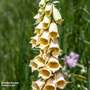 Foxglove lutea