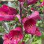 Foxglove 'Foxlight Plum Gold'