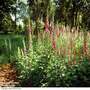 Foxglove Purpurea