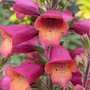 Foxglove 'Foxlight Ruby Glow'