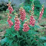 Foxglove 'Summer King' - Seeds