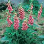 Foxglove x mertonensis