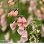 Foxglove 'Sutton's Apricot'