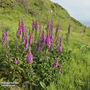 Foxglove - Wildflower Seeds