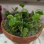 Dionaea 'Zipp'