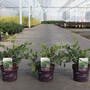 Distylium 'Vintage Jade'