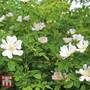 Dog rose (Hedging)