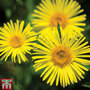 Doronicum caucasicum 'Little Leo'