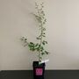 Downy Birch tree (Betula pubescens) grown by Cotswold Trees