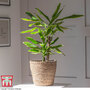 Dracaena fragrans 'Golden Coast'